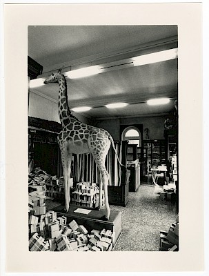 La collection du Musée d’histoire naturelle abritée au sein du Musée Jenisch Vevey. Photo d’archive